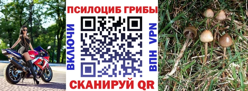 ссылка на мегу tor  Печоры  Псилоцибиновые грибы Psilocybine cubensis 